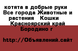 котята в добрые руки - Все города Животные и растения » Кошки   . Красноярский край,Бородино г.